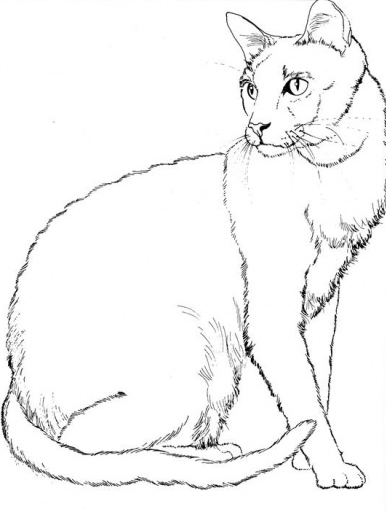 رسومات للتلوين قطط6