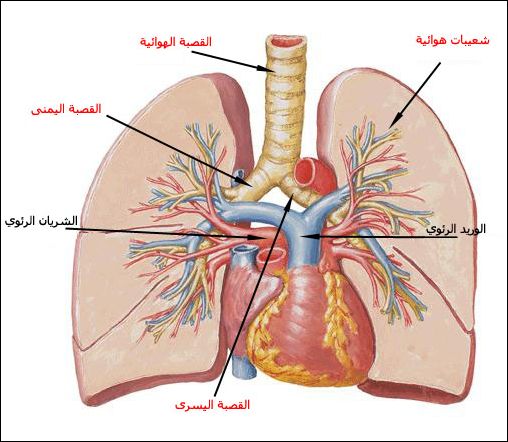 رسم جسم الانسان من الداخل 4