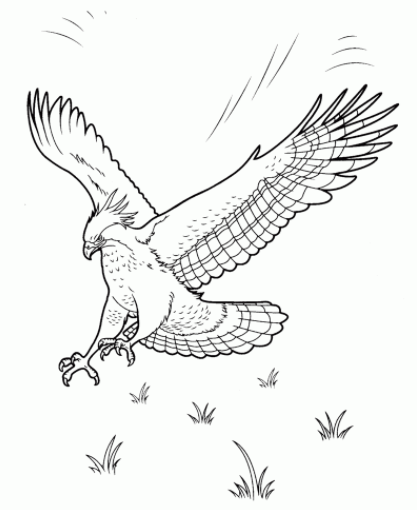 رسومات تلوين صقر5