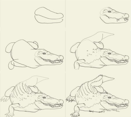 رسومات تلوين تمساح - رسم تمساح بالرصاص 4