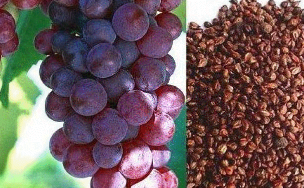 تجربتي مع بذور العنب