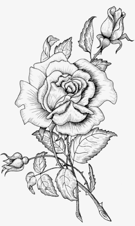 رسومات ورود 1