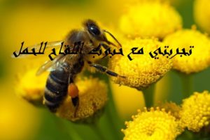 تجربتي مع حبوب اللقاح للحمل