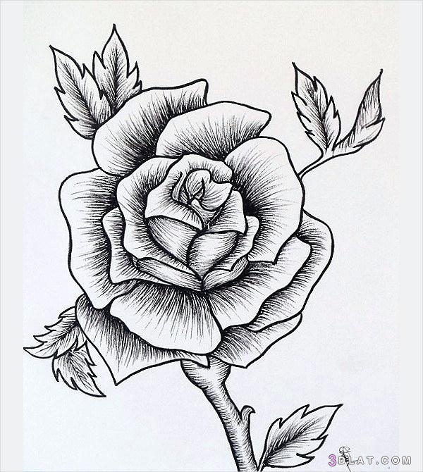 رسومات ورود 3