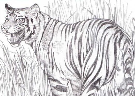 رسم نمر بالرصاص 5