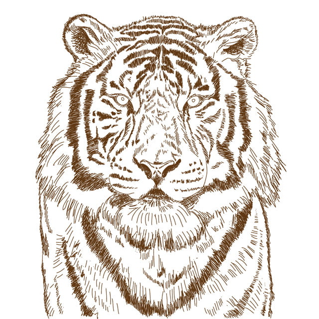 رسم نمر بالرصاص 6
