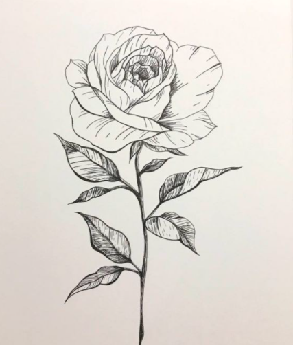 رسومات ورود 5