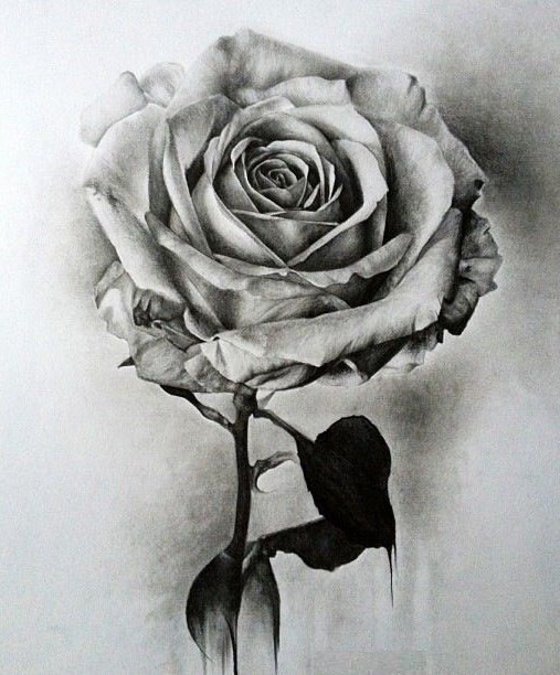 رسومات ورود 6