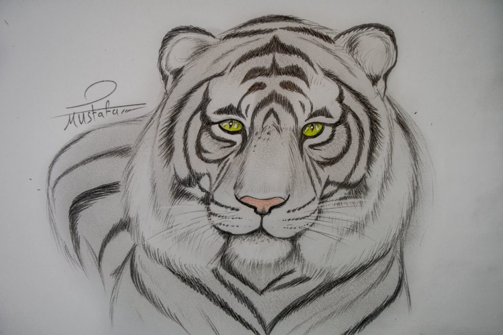 رسم نمر بالرصاص 1