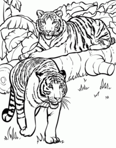رسومات تلوين نمر