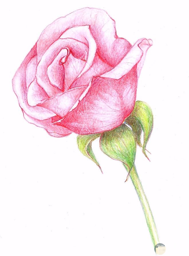 ورود مرسومة ملونه 3