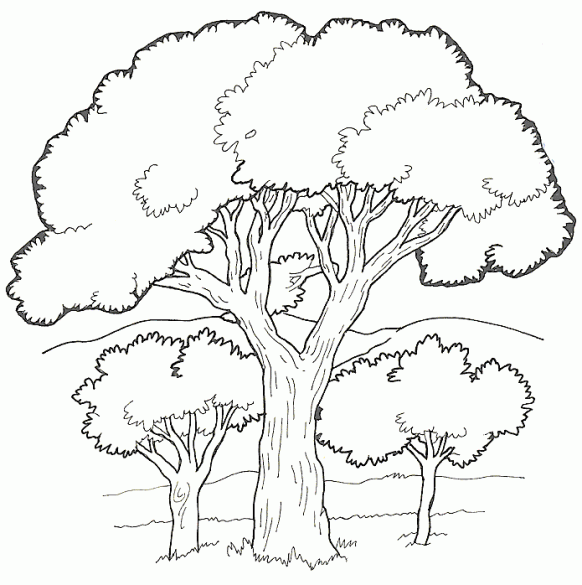 رسومات اشجار للتلوين 4