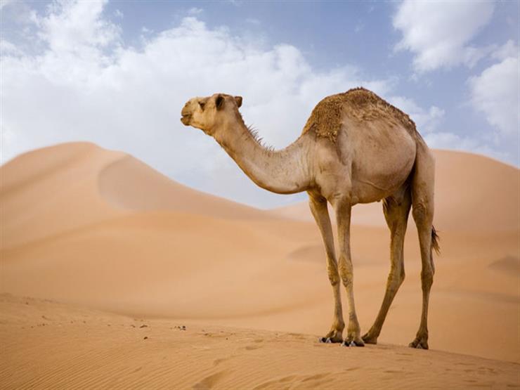 جمل تنفع لاى موضوع تعبير انجليزي