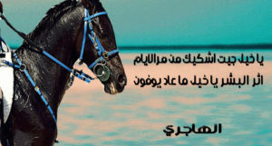 عبارات عن الخيل