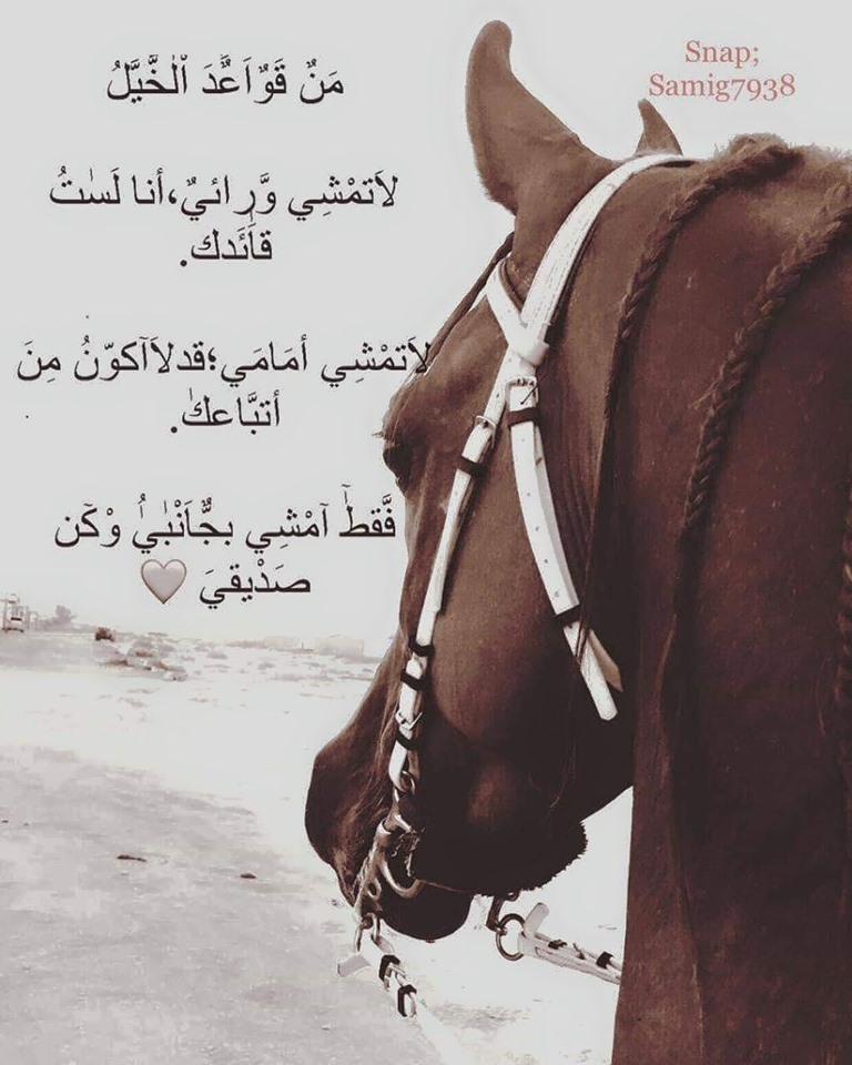 شعر عن الخيل والحب