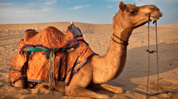 موضوع تعبير بالانجليزية عن الجمل