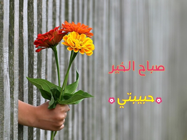 صباح الخير للاحبة