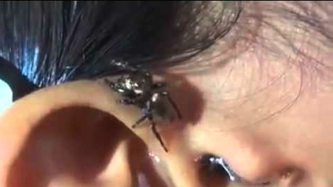 رؤية حشرة في الأذن في المنام