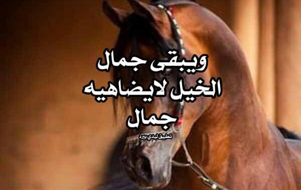 عبارات عن الخيل تويتر