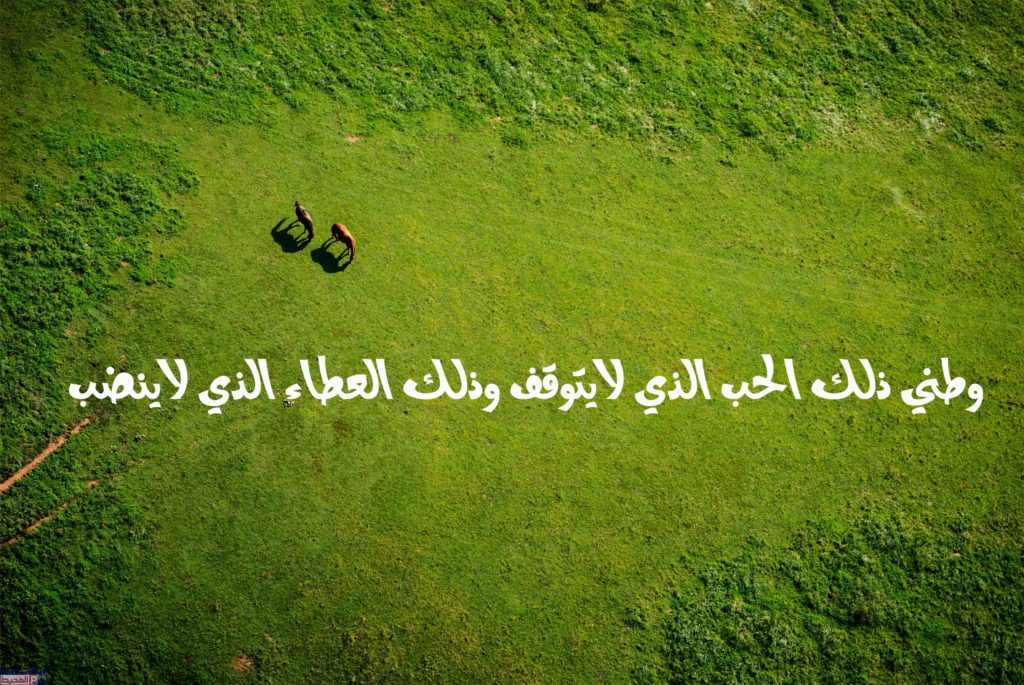 عبارات عن الوطن تويتر