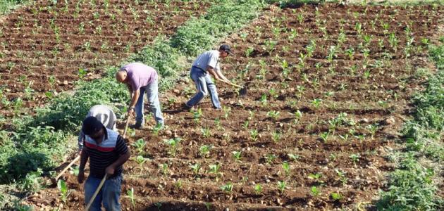 Paragraph about farming