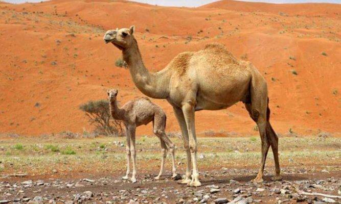 صفات الجمل سفينة الصحراء