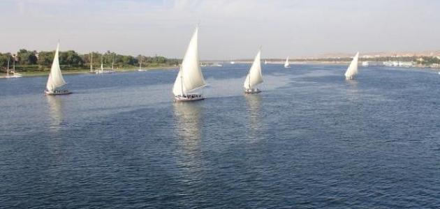 جمل عن نهر النيل