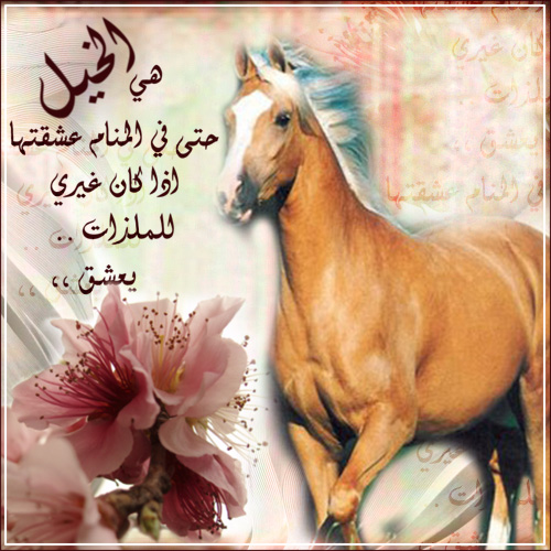 أجمل خواطر عن الخيل