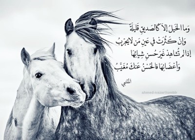 خواطر واتس عن الخيول