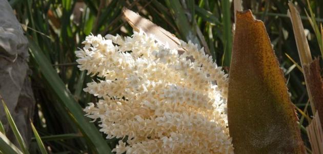 مين جربت لقاح النخل وحملت