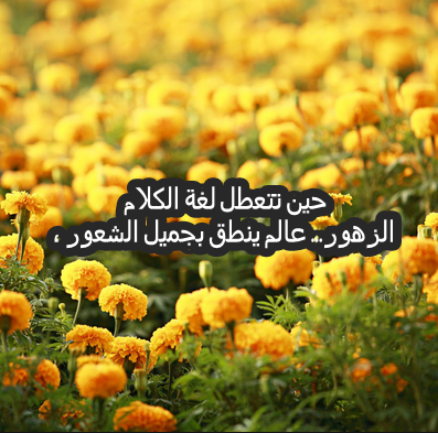 خواطر عن الزهور بالصور ٣
