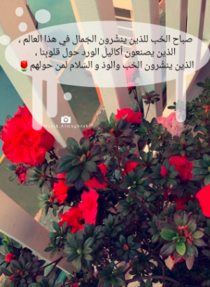 توبيكات عن الورد 4