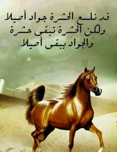 خواطر عن الخيل تويتر