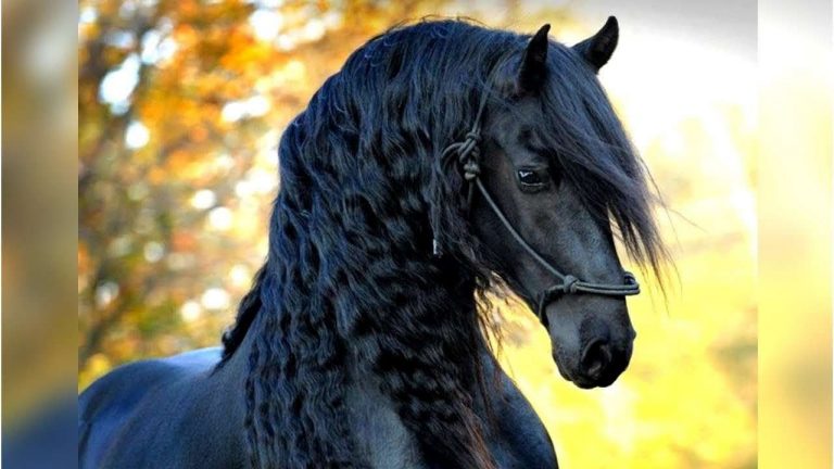 خواطر عن الخيل بالانجليزي