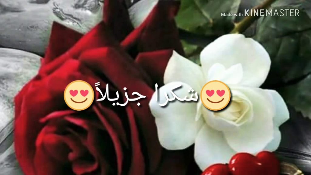 رد على نورتي