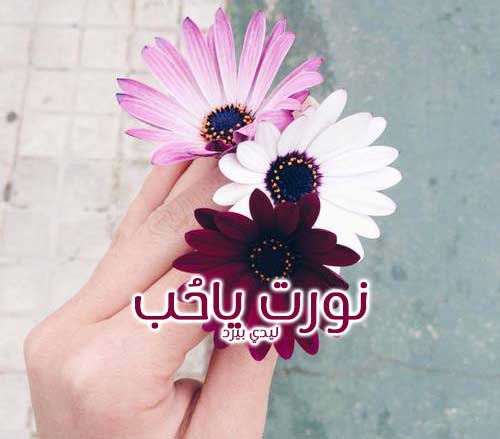 ما هو الرد على كلمة نورتي