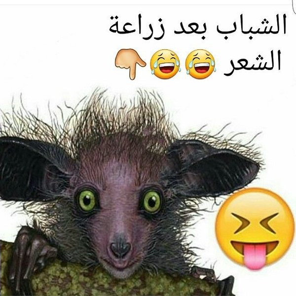 حالات واتس اب مضحكة بالصور4