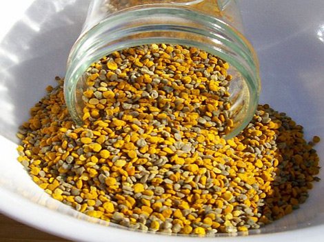 تجربتي مع لقاح النخل للحمل