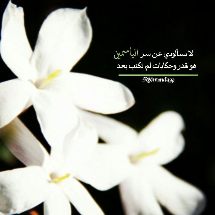 خواطر عن الياسمين تويتر