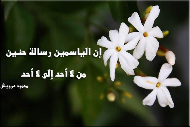 خواطر عن الياسمين معبرة