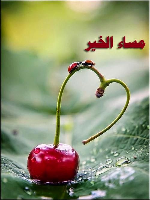 اجمل الصور مساء الخير فيس بوك4