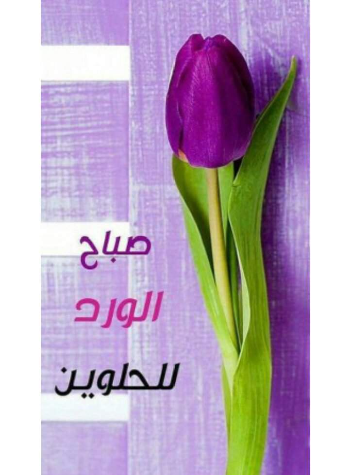 صباح الورد والفل والياسمين حبيبي