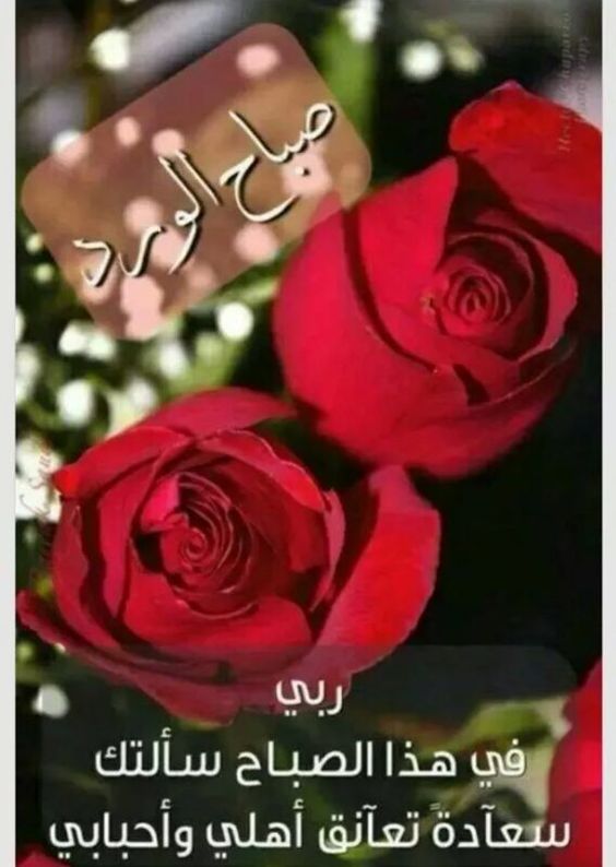 صباح الورد وعطره