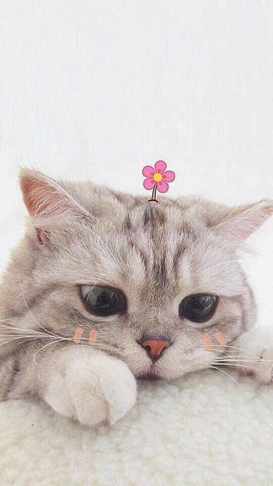 اسماء قطط تركية