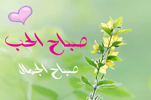 صباح العشق كلمات