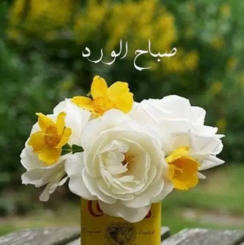 صباح النور والسعادة