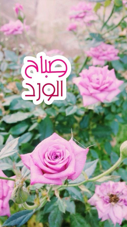 صباح الورد للورد