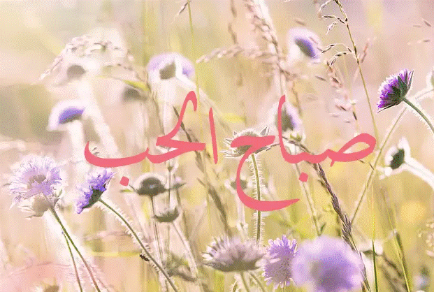 صباح الحب والعشق