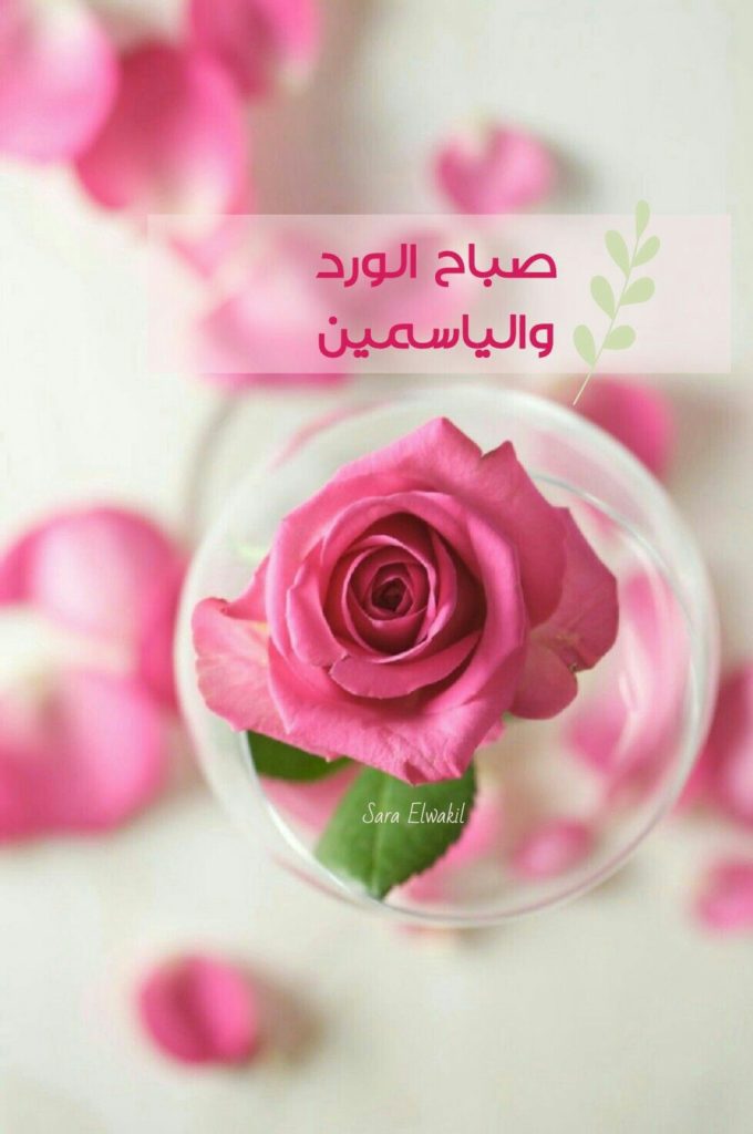 صباح الفل والياسمين