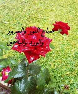 صباح النور والسرور والورد والياسمين